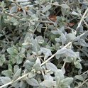 Teucrium fruticans